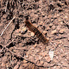 Oak Eggar