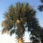 Sable Palm