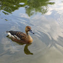 Fulvous whistling duck