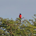 Crimson-breasted shrike