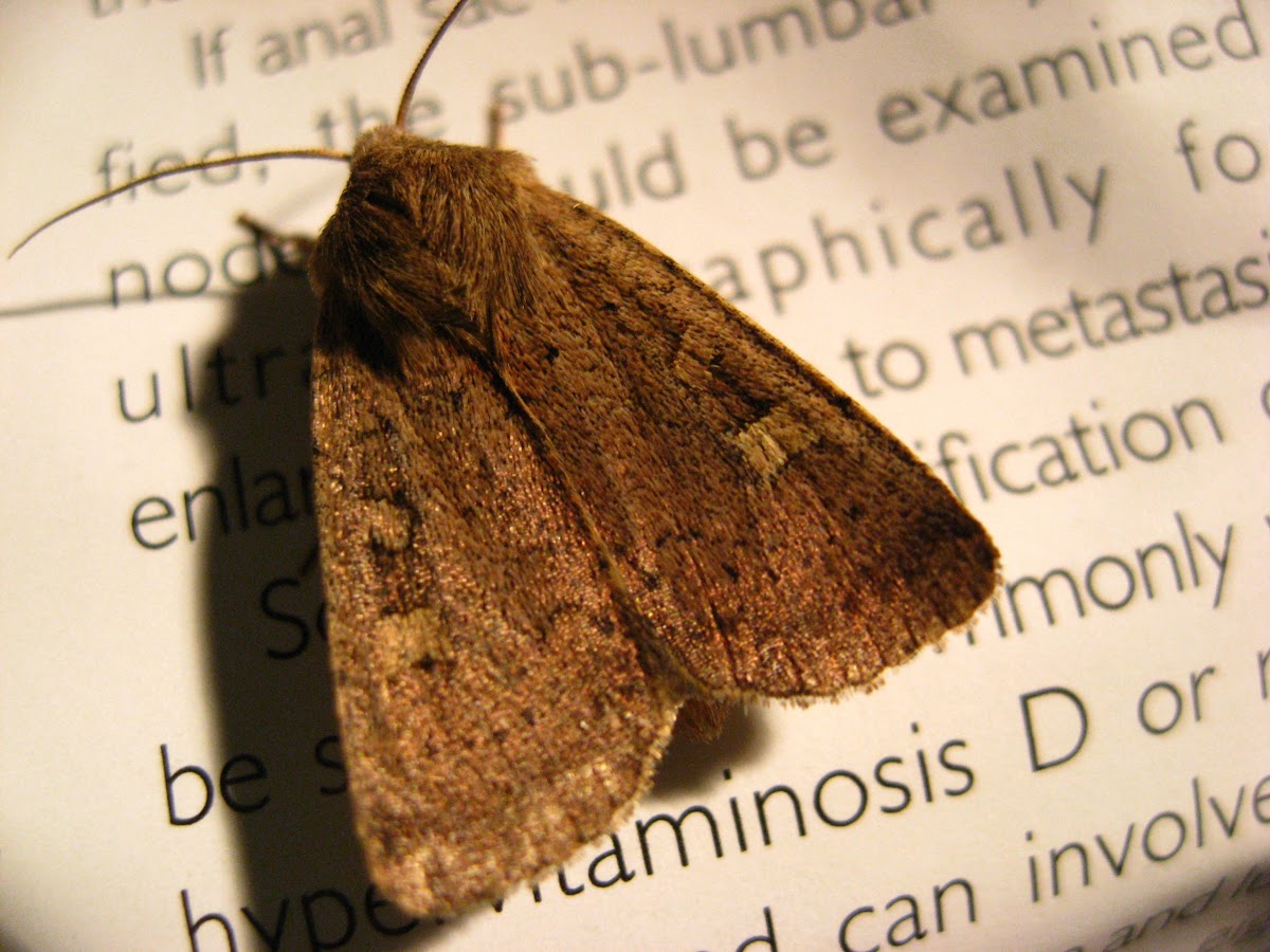 Square-spot Rustic Moth