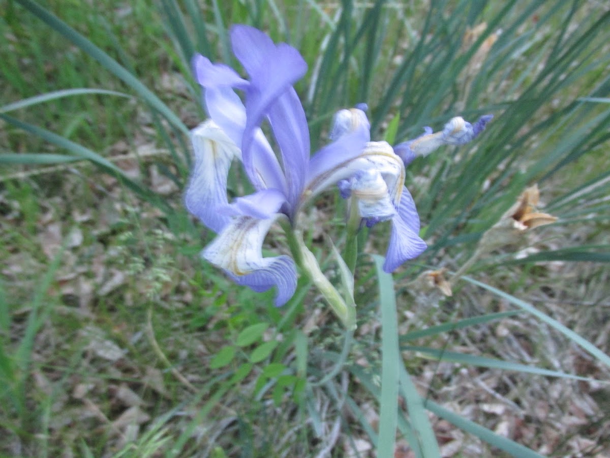 Rocky Mountain Iris