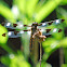 Twelve-spotted Dragonfly (male)