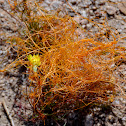 Small-Toothed Dodder