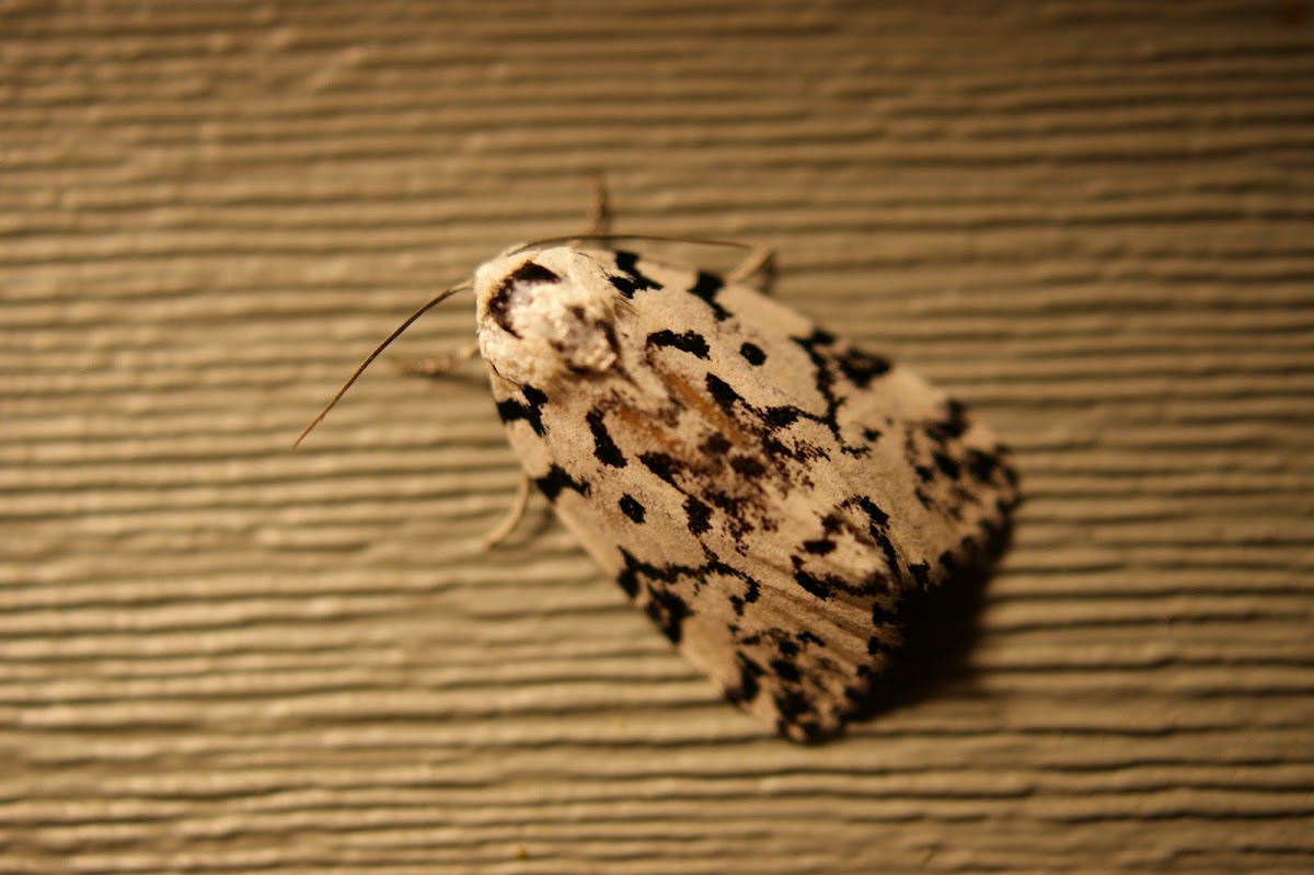 Hebrew Moth