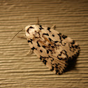 Hebrew Moth