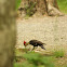 Pileated Woodpecker