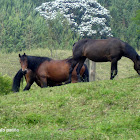 Caballo - Horse