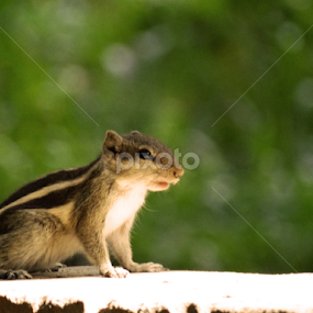 Northern palm squirrel  by Apu Jaman - Animals Other Mammals