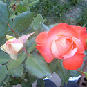 Brigadoon Rose