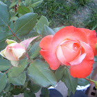 Brigadoon Rose