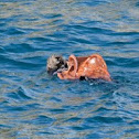 Sea Otter