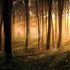 Woodland Dawn by Ceri Jones - Landscapes Forests