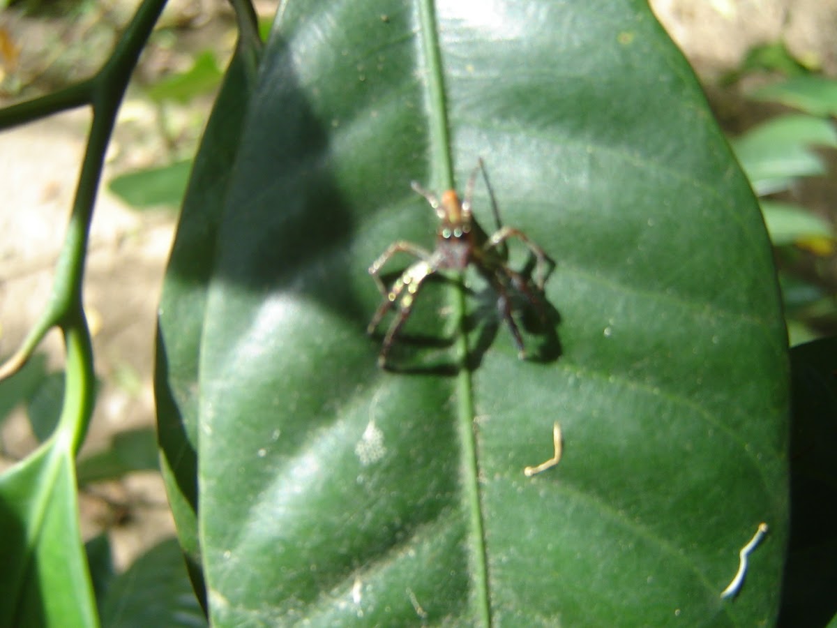 jumping spider