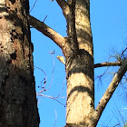 Hairy Woodpecker