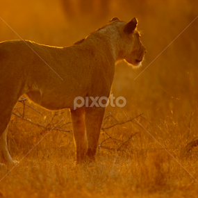 The huntress is on the prowl by Gerhard Strydom - Animals Lions, Tigers & Big Cats
