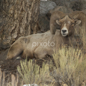 big horn sheep.  my favorite photo from this trip. by Kris Kessinger - Uncategorized All Uncategorized