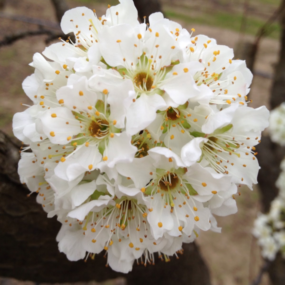 Peach or nectarine blossom