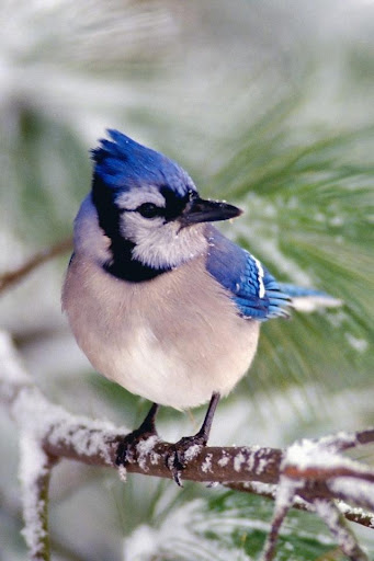 Winter Birds Live Wallpaper