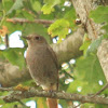 Black Redstart (female & young female)