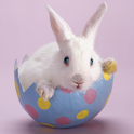Easter bunny live wallpaper