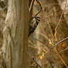 Downy Woodpecker, Male