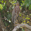 Rufescent Tiger Heron