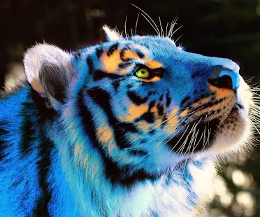 How to mod Wild Tiger 3D patch 1.01 apk for bluestacks