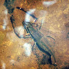 River Shrimp - Camarón de Río