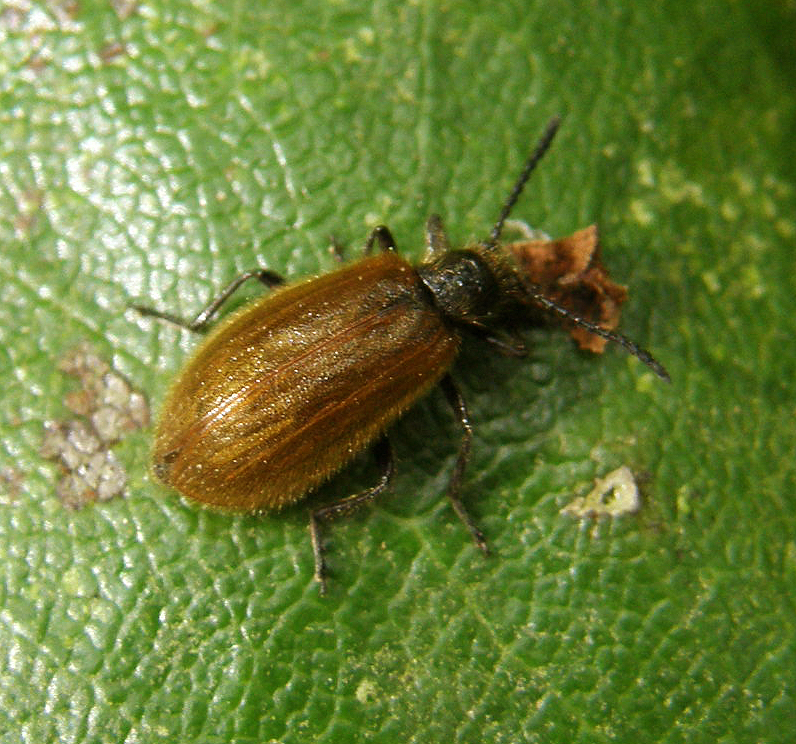 Lagria hirta beetle