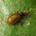 Lagria hirta beetle