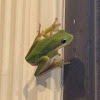 American green treefrog