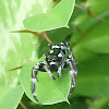 Wattle Jumping Spider