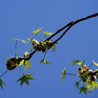 Sweetgum leaves