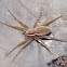 Six-spotted Fishing Spider