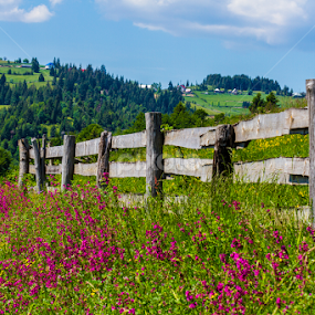 flower by Abdelmoumen Taoutaou - Landscapes Mountains & Hills