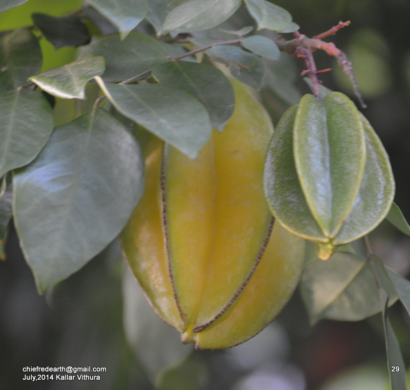 Carambola or Starfruit, Kamranga