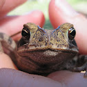 Gulf Coast Toad