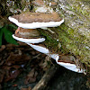 Shelf Mushroom/bracket mushroom