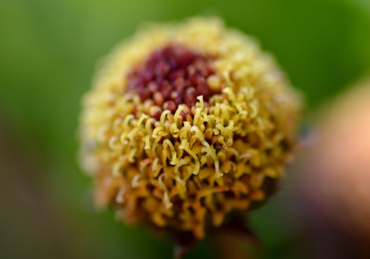 Spilanthes (Toothache plant)