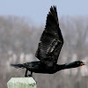 Double-breasted cormorant