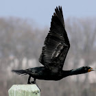 Double-breasted cormorant