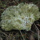 Laetiporus portentosus