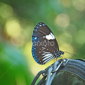 Rest by Maleng Akmal - Animals Insects & Spiders