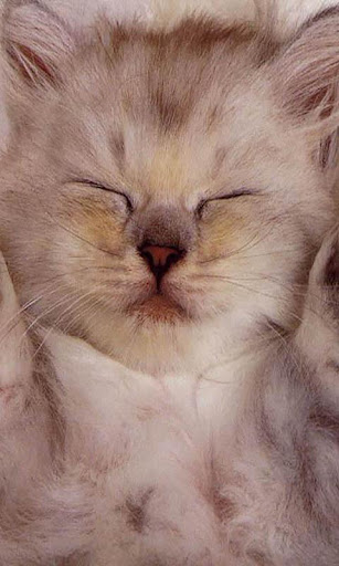 Sleeping Cats Live Wallpaper
