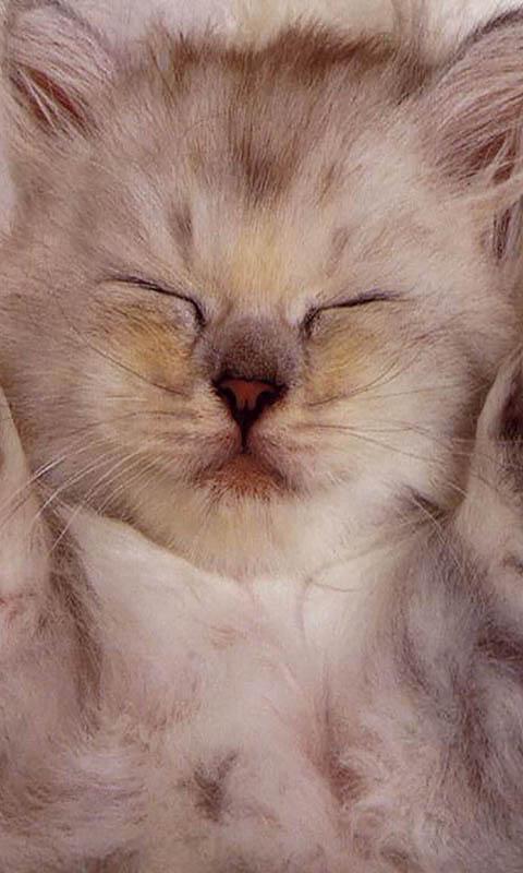 Android application Sleeping Cats Live Wallpaper screenshort