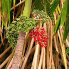 Manila palm or Christmas palm
