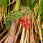 Manila palm or Christmas palm