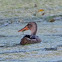 Common NameNorthern Shoveler, Cuchara común