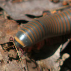 Yellow-banded Millipede